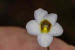 Small butterwort